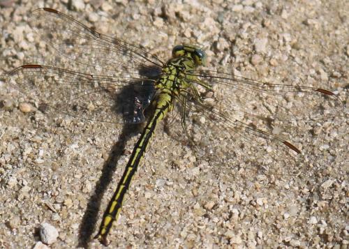 Gomphus pulchellus